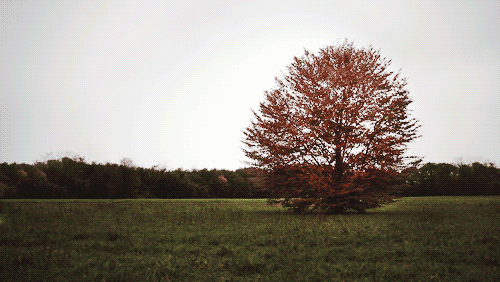 Vent dans les arbres